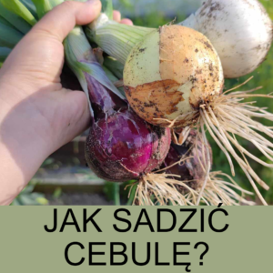 jak sadzić cebulę?
