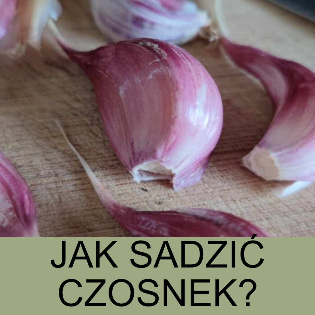 jak sadzić czosnek