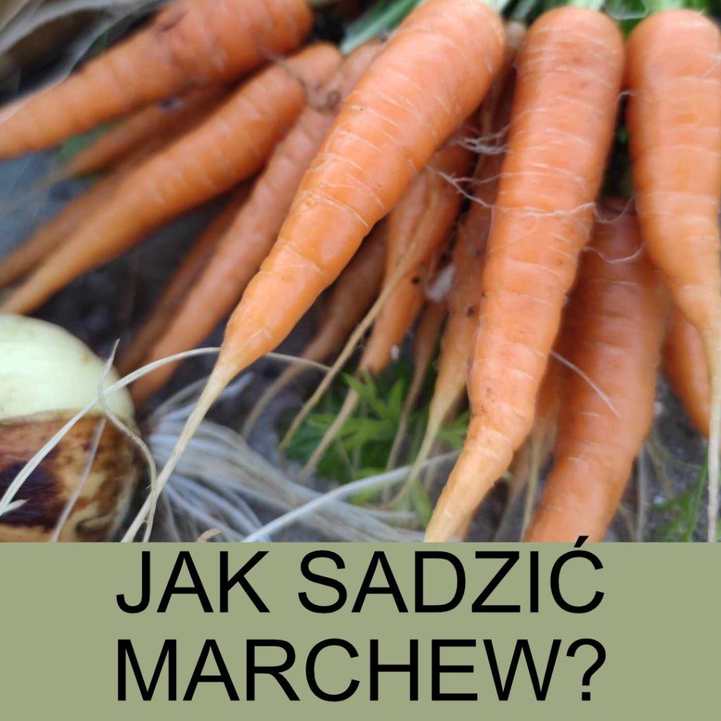 jak sadzić marchewki