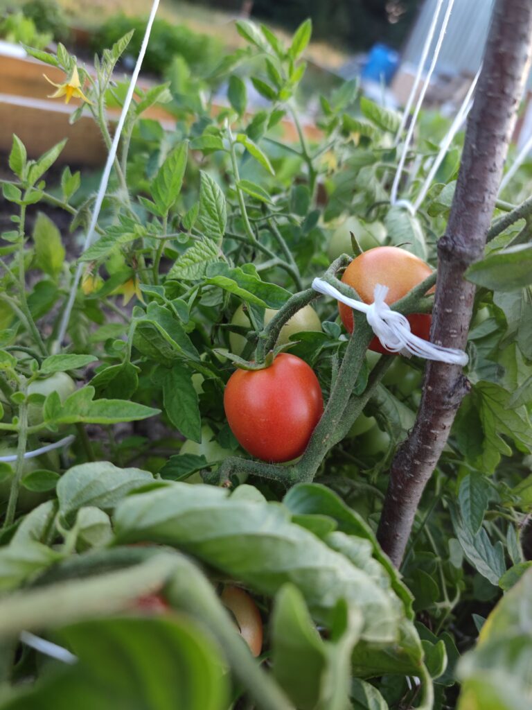 własne pomidory