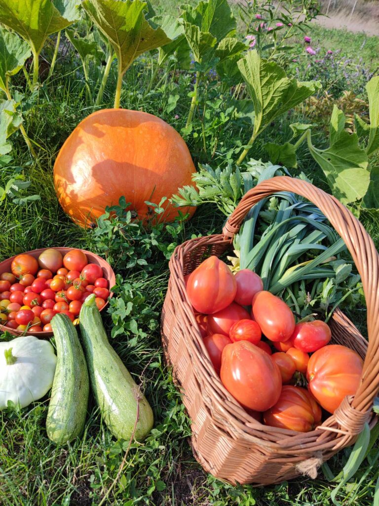 jak hodować warzywa