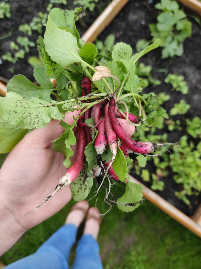 błędy w uprawie ogrodu warzywnego