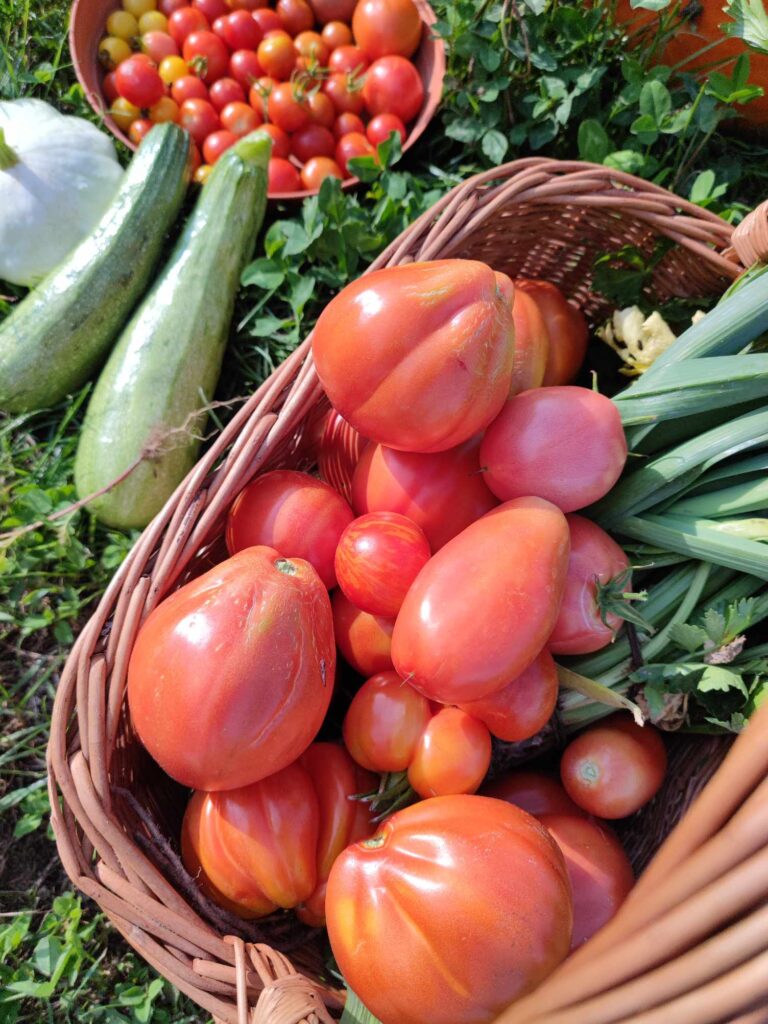 jak sadzić pomidory wysokie