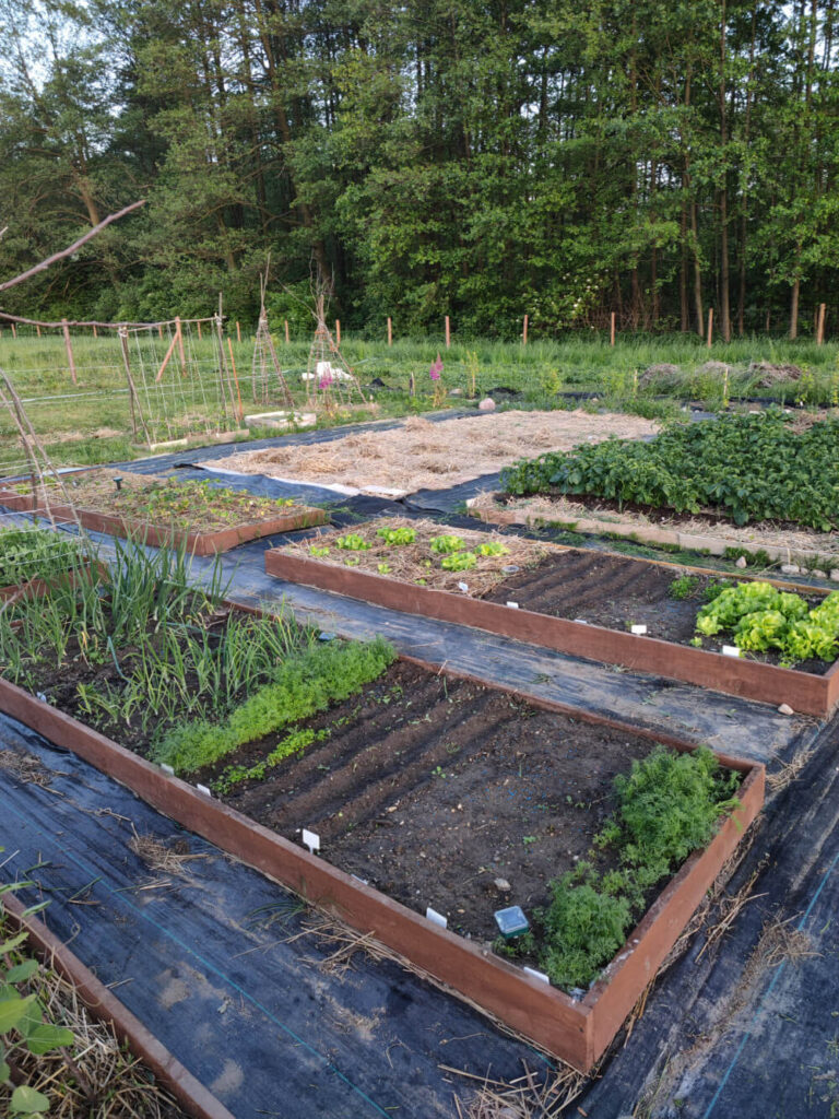 plan ogródka warzywnego