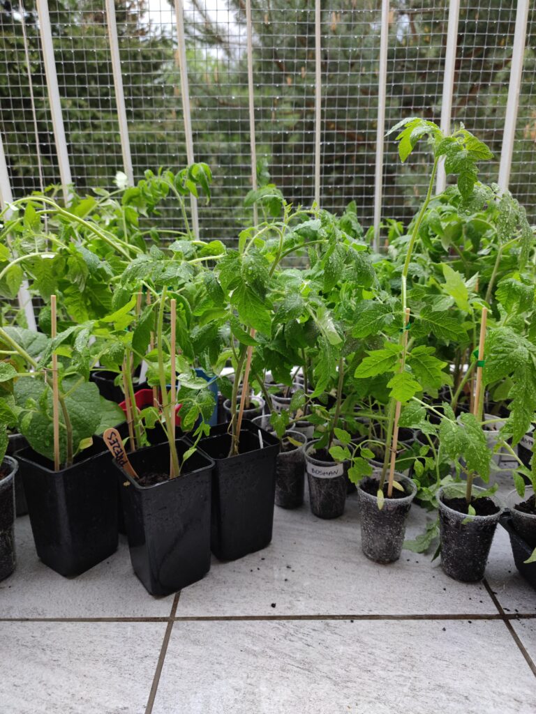 jak sadzić pomidory