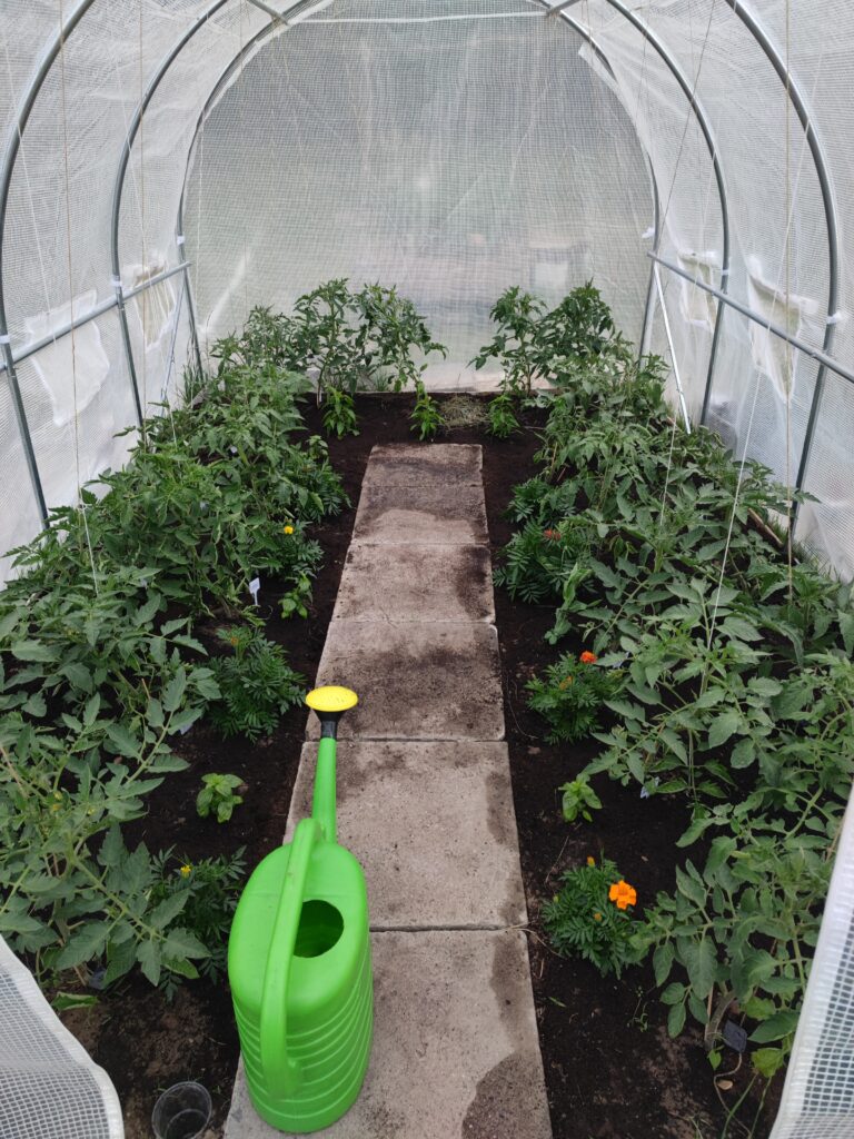 jak sadzić pomidory pod folią