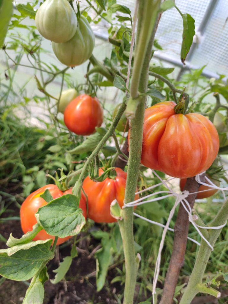 jak sadzić wysokie pomidory