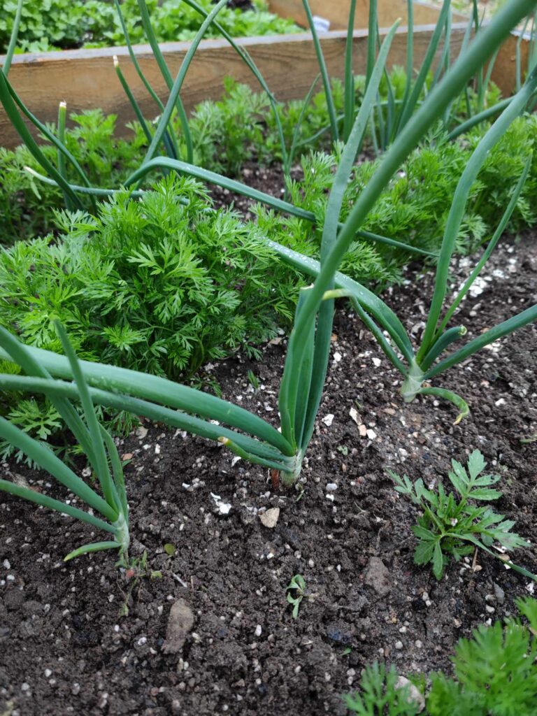 jak sadzić cebulę