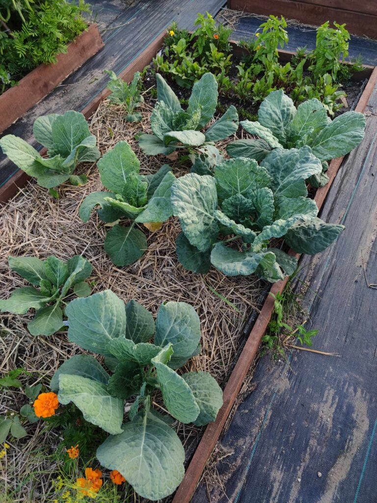 ogród warzywny kapusta