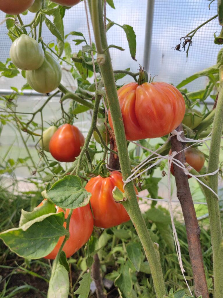 ogród warzywny pomidory