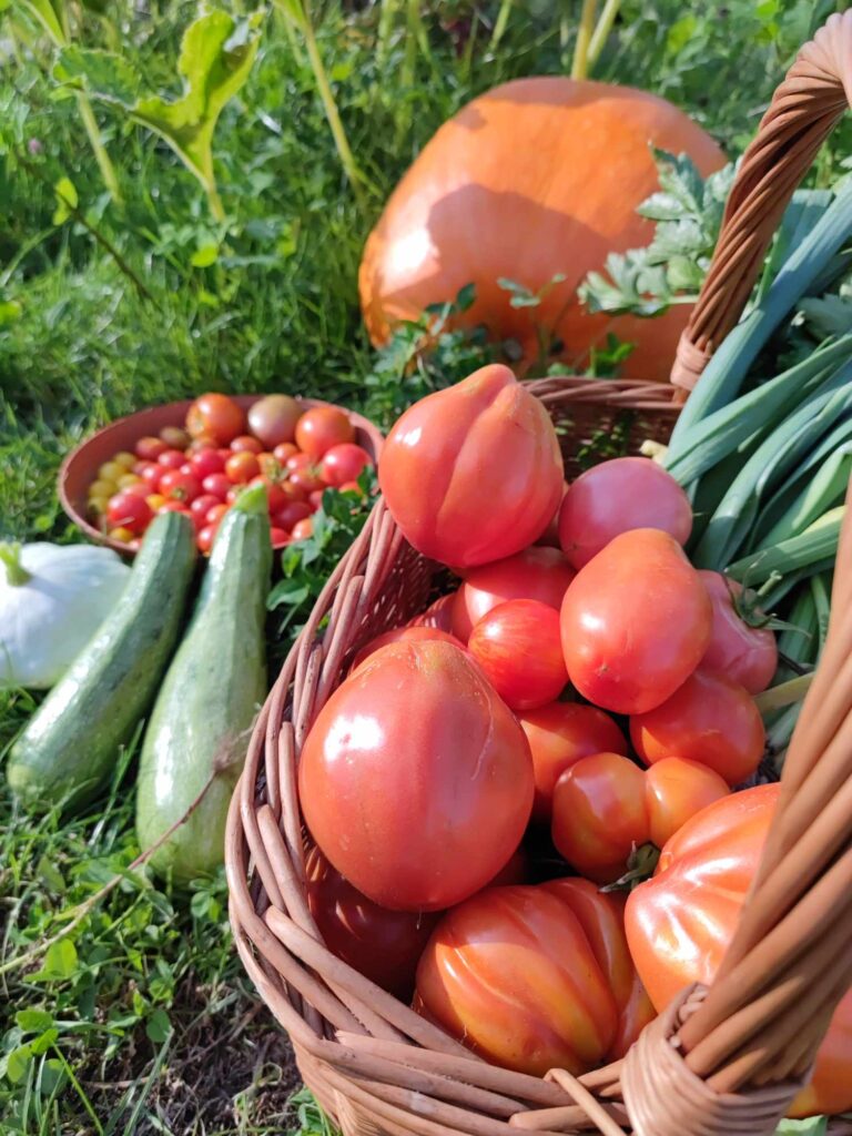 ogród warzywny pomidor
