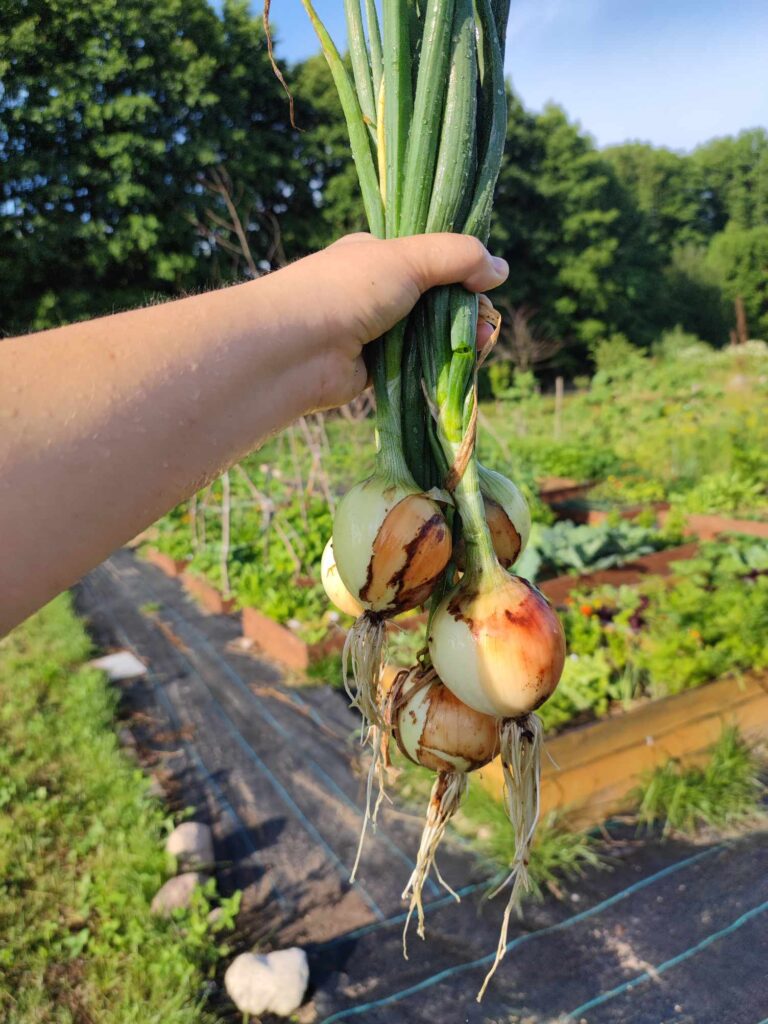 jak sadzić cebulę